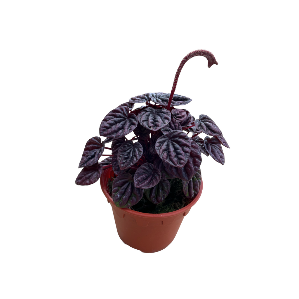 Peperomia caperata, Emerald ripple Peperomia, Radiator Plant (0.2m)