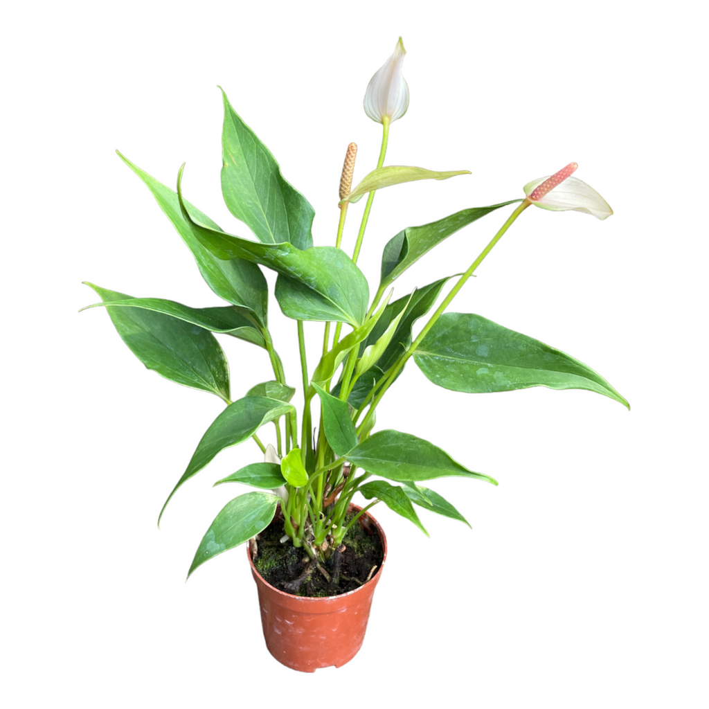 Mini Anthurium in  Leaf Green B. for Soft Duo
