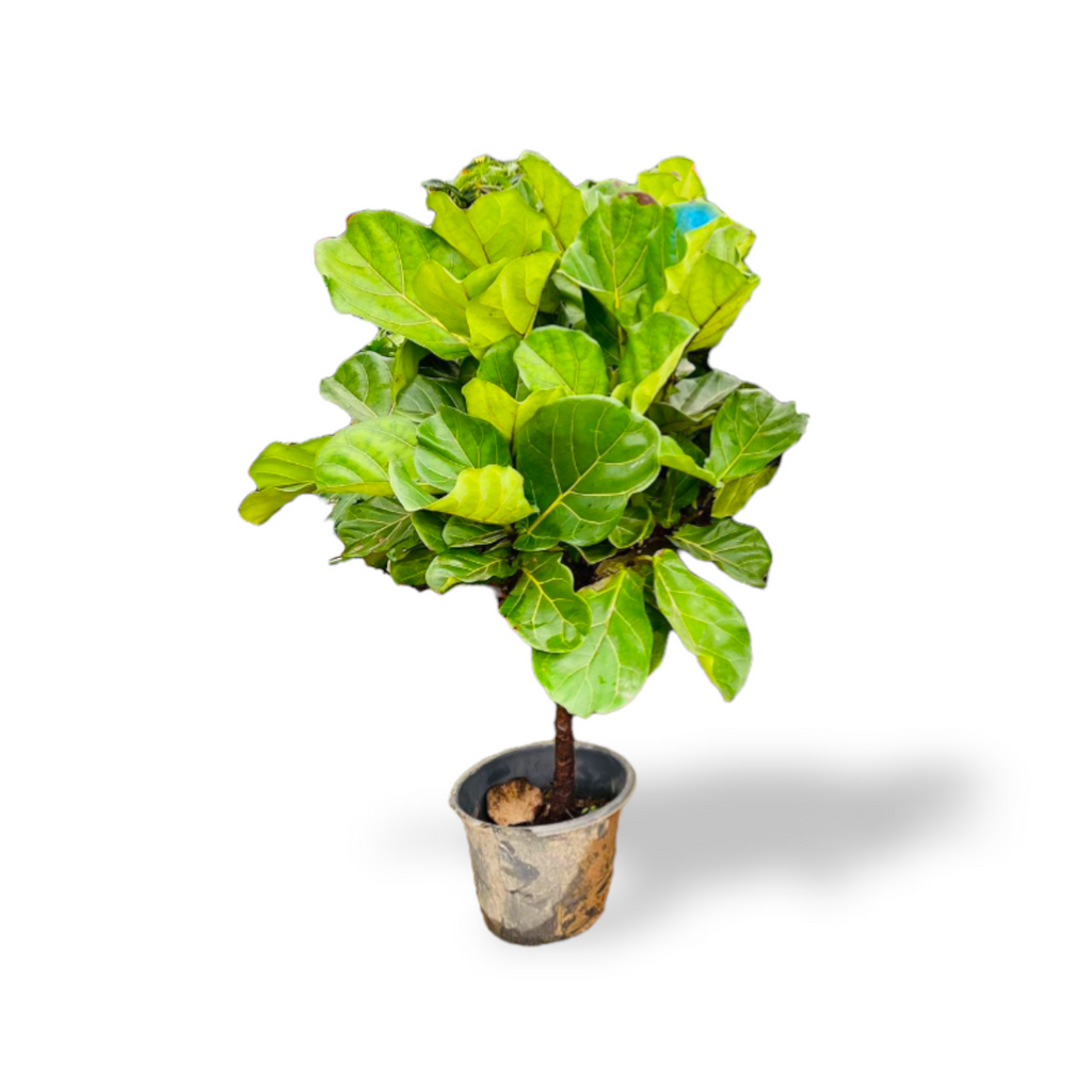 Ficus lyrata, Single-stem Fiddle Leaf Fig Tree (1.2m)