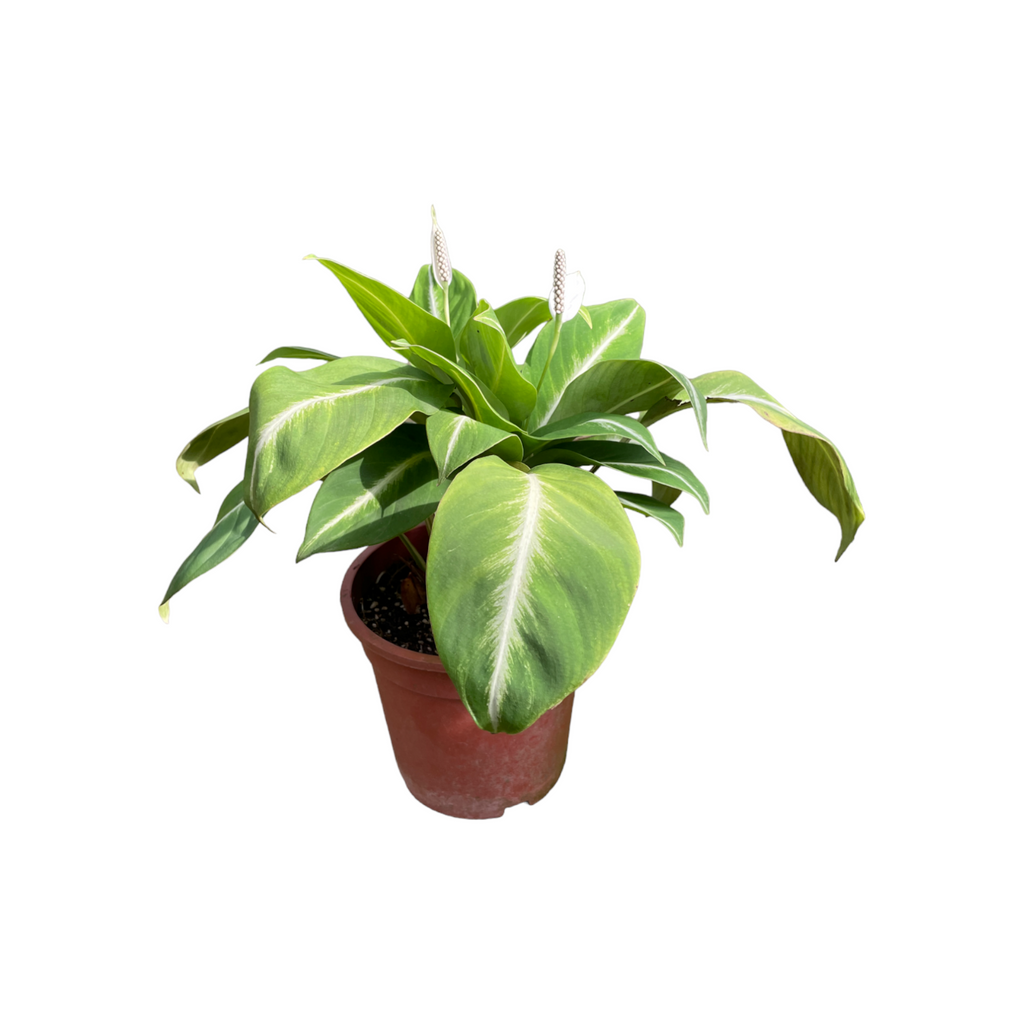 Spathiphyllum 'White Stripe' in Anthracite B. for soft Square