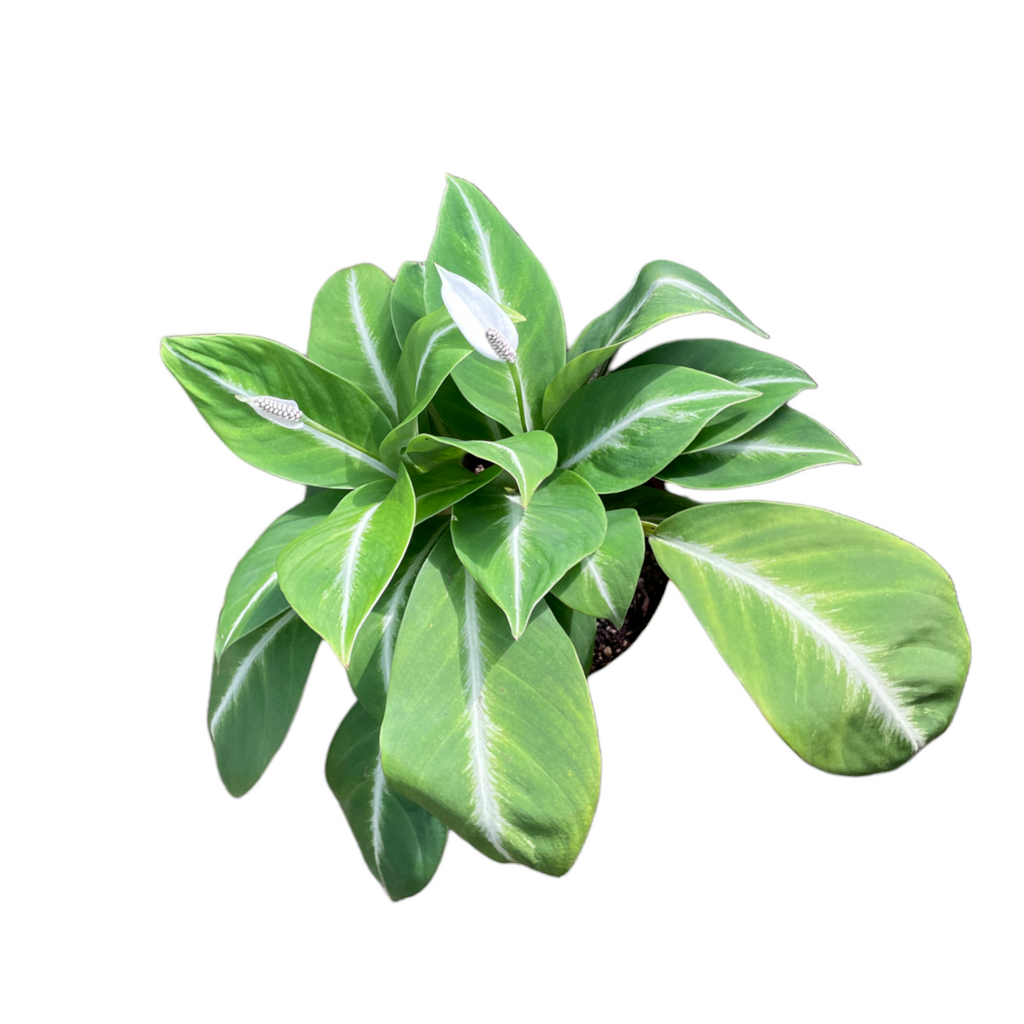 Spathiphyllum 'White Stripe' in Anthracite B. for soft Square