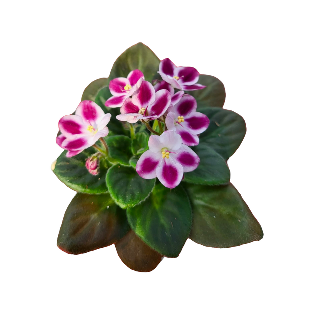 Assorted Colours Saintpaulia, African Violet (0.15m)