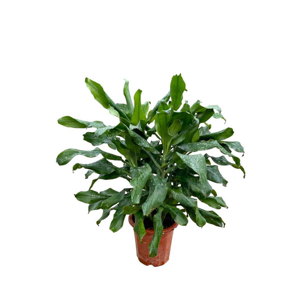 Dracaena warneckii (0.8m)