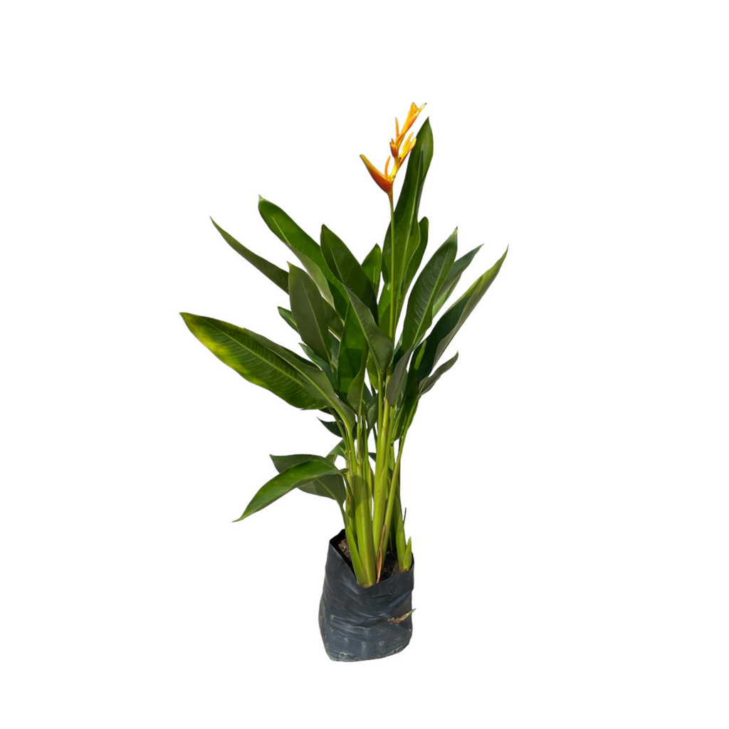 Heliconia nickeriensis in bag (1m)