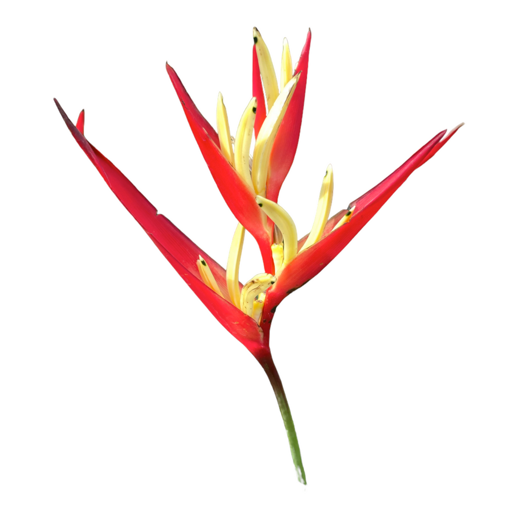 Heliconia Psittacorum, Heliconia Lady Diana in bag (0.8m)