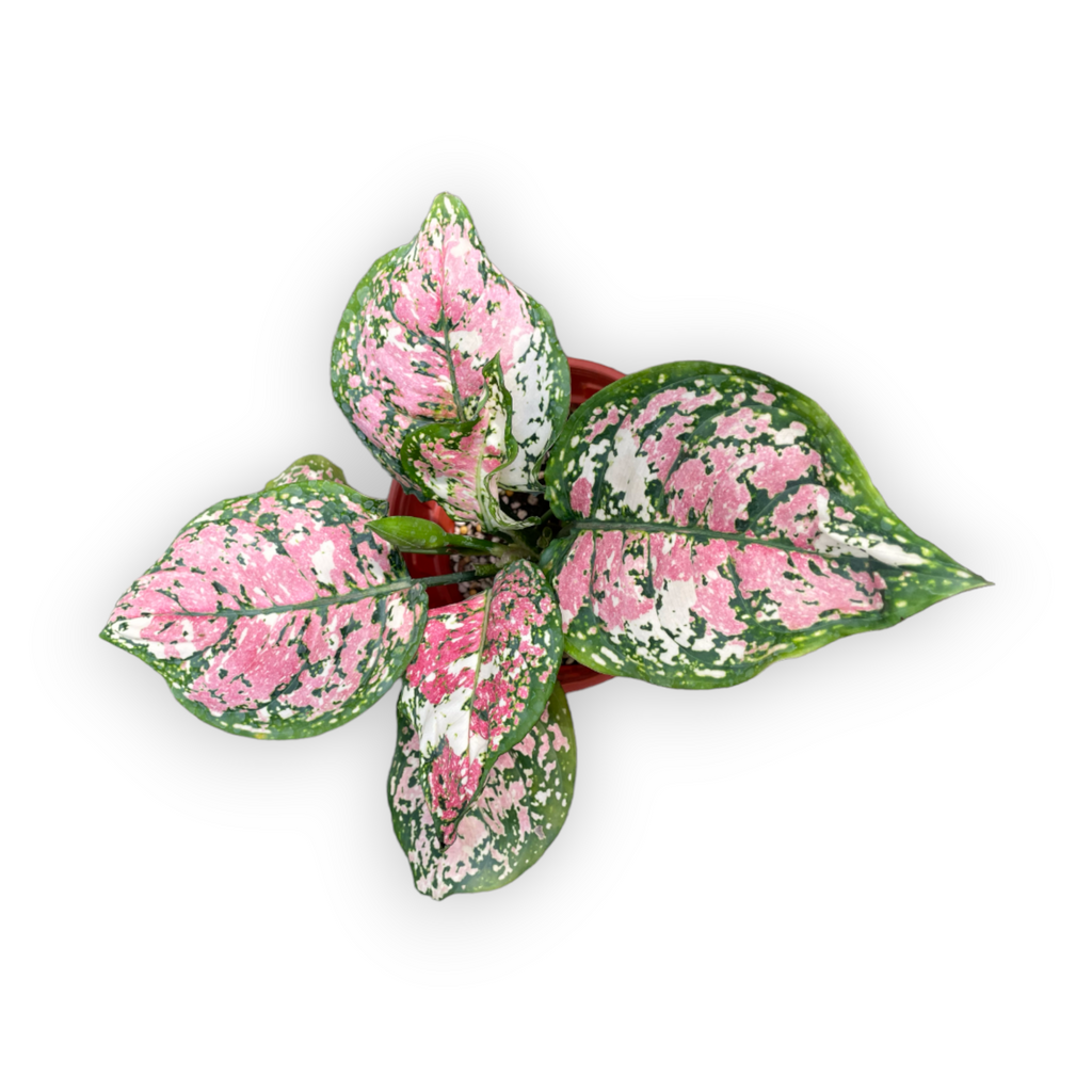 Aglaonema Anyamanee Tricolour (0.3m)