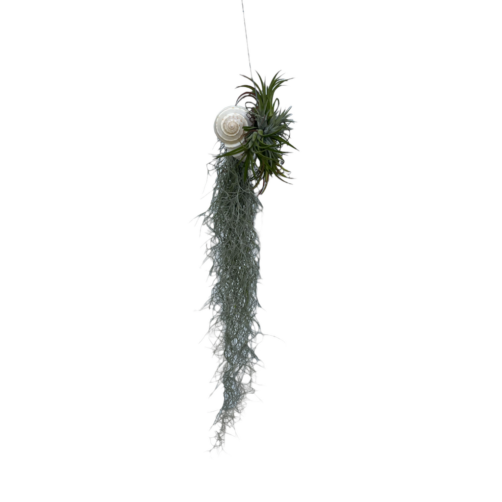 Tillandsia usneoides, Spanish Moss, with shell (hanging) (0.6m)