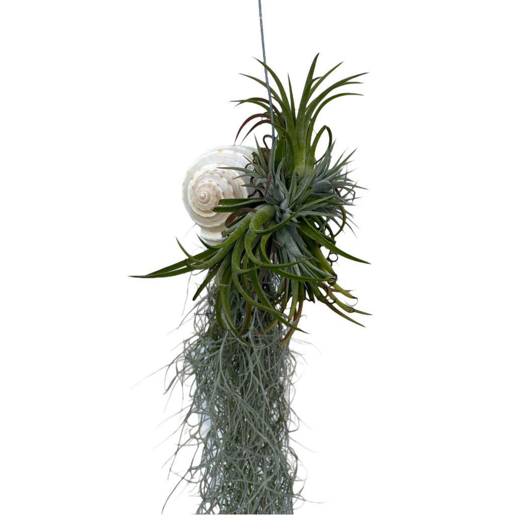 Tillandsia usneoides, Spanish Moss, with shell (hanging) (0.6m)