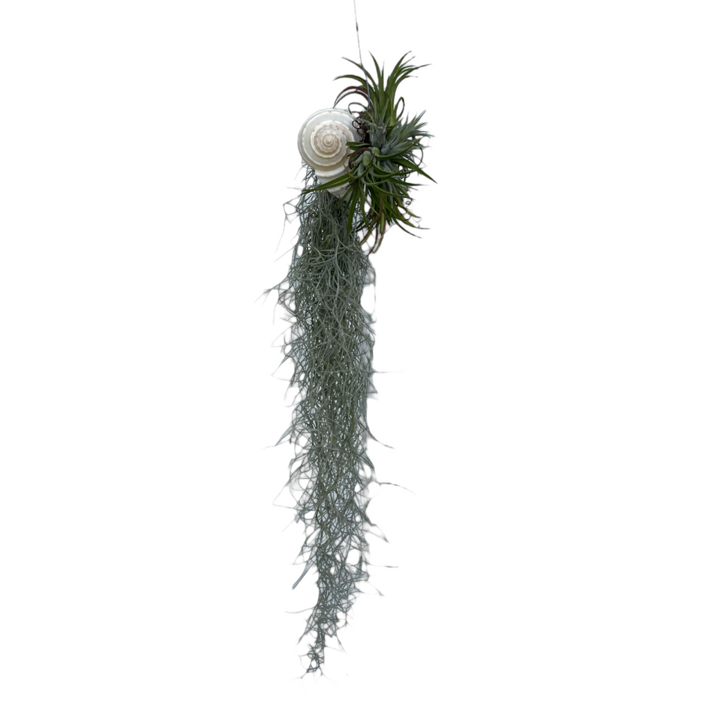 Tillandsia usneoides, Spanish Moss, with shell (hanging) (0.6m)