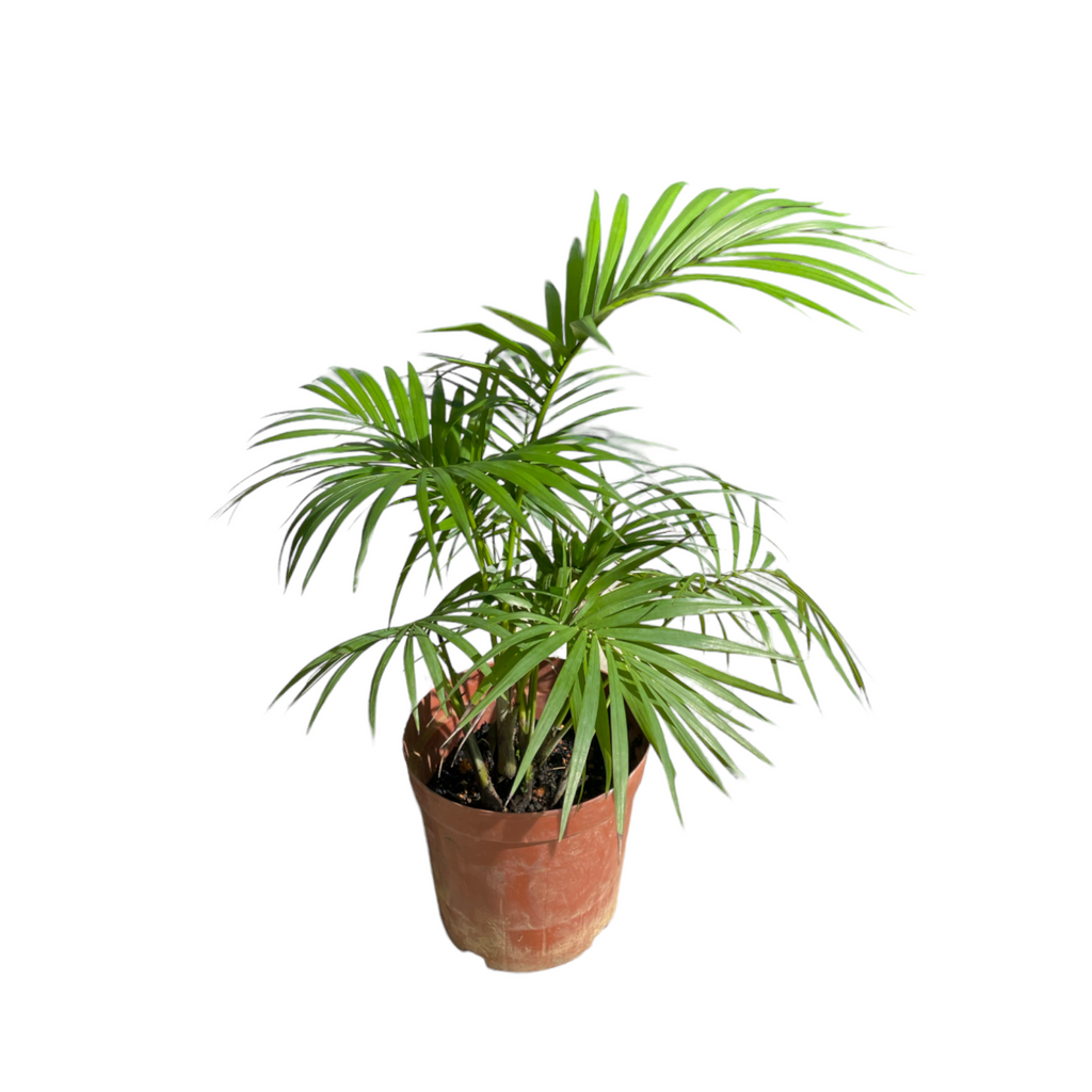 Rhopaloblaste ceramica, Java Palm (0.4m)