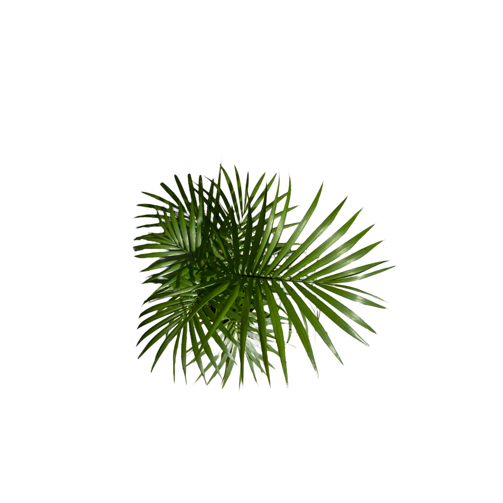 Rhopaloblaste ceramica, Java Palm (0.4m)
