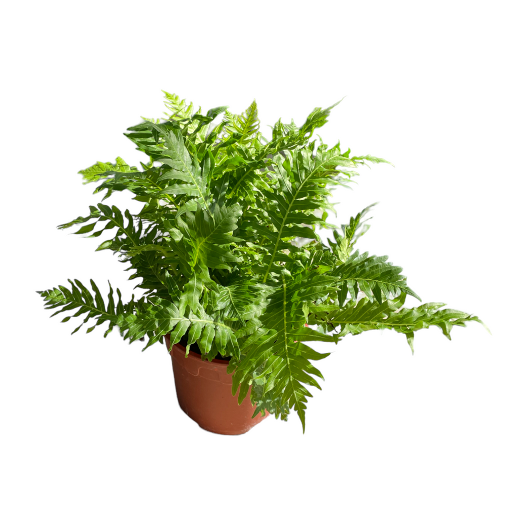 Blechnum Gibbum, Dwarf Tree Fern (0.3m)
