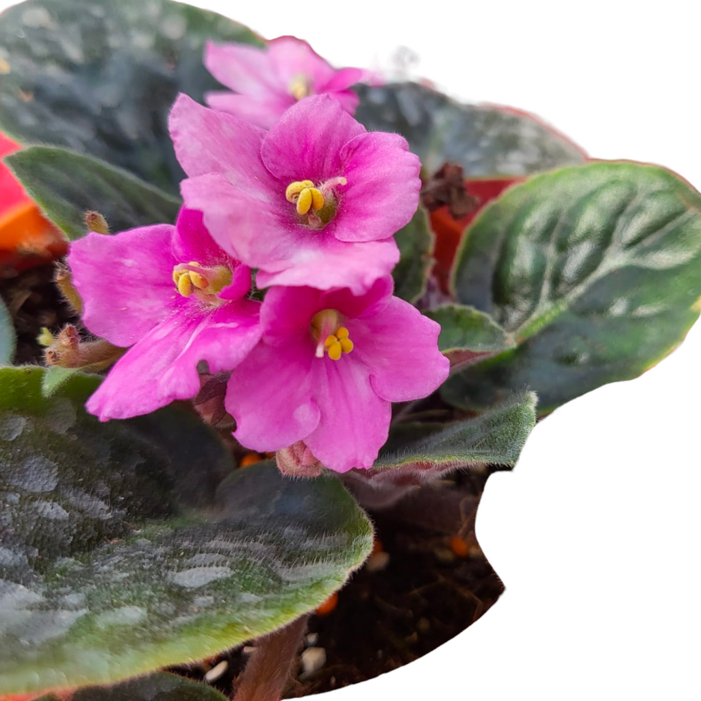 Assorted Colours Saintpaulia, African Violet (0.15m)