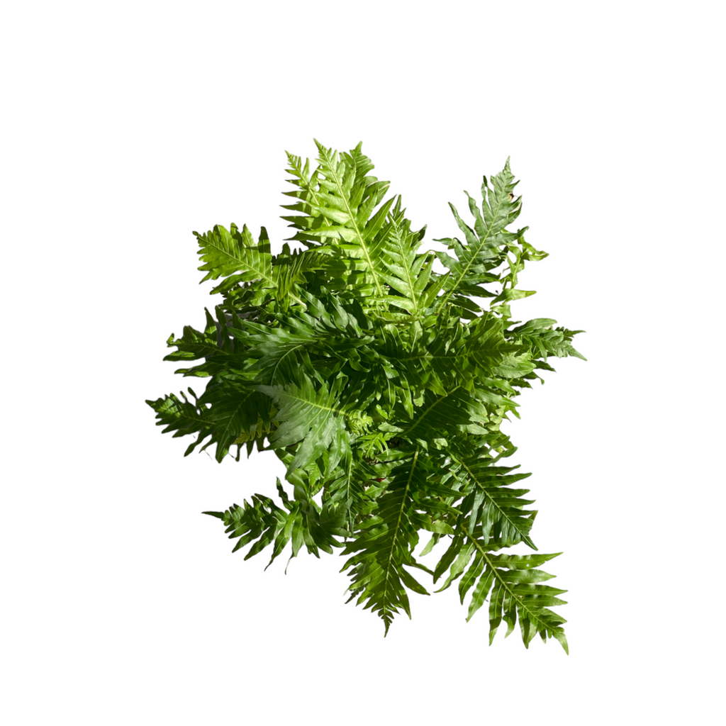 Blechnum Gibbum, Dwarf Tree Fern (0.3m)