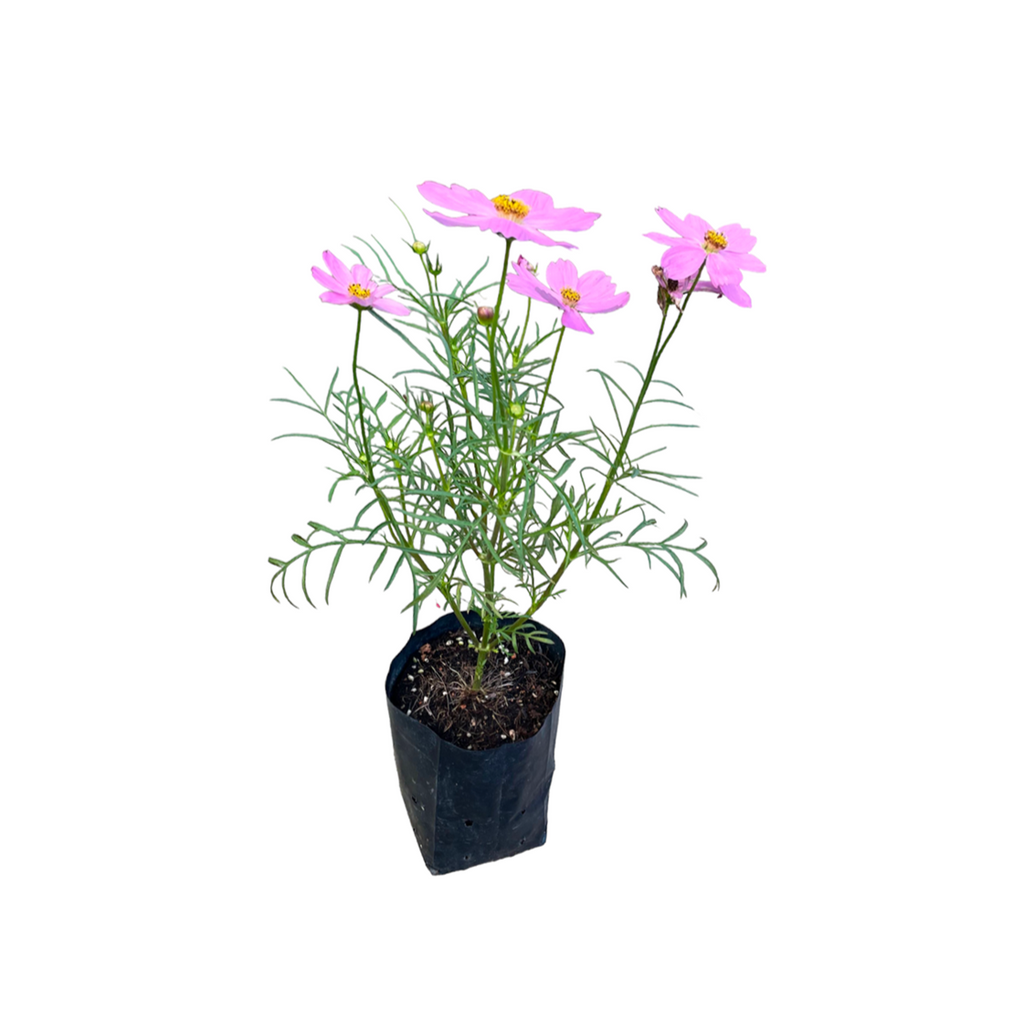 Cosmos Bipinnatus, Cosmos, Mexican Aster, Assorted Colour (0.5mh)