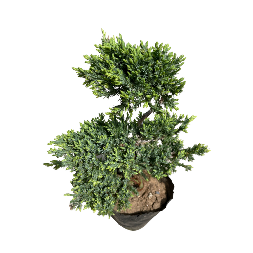 Pinus nigra 'Pyramidalis', 5 Tier Bonsai (0.45m)
