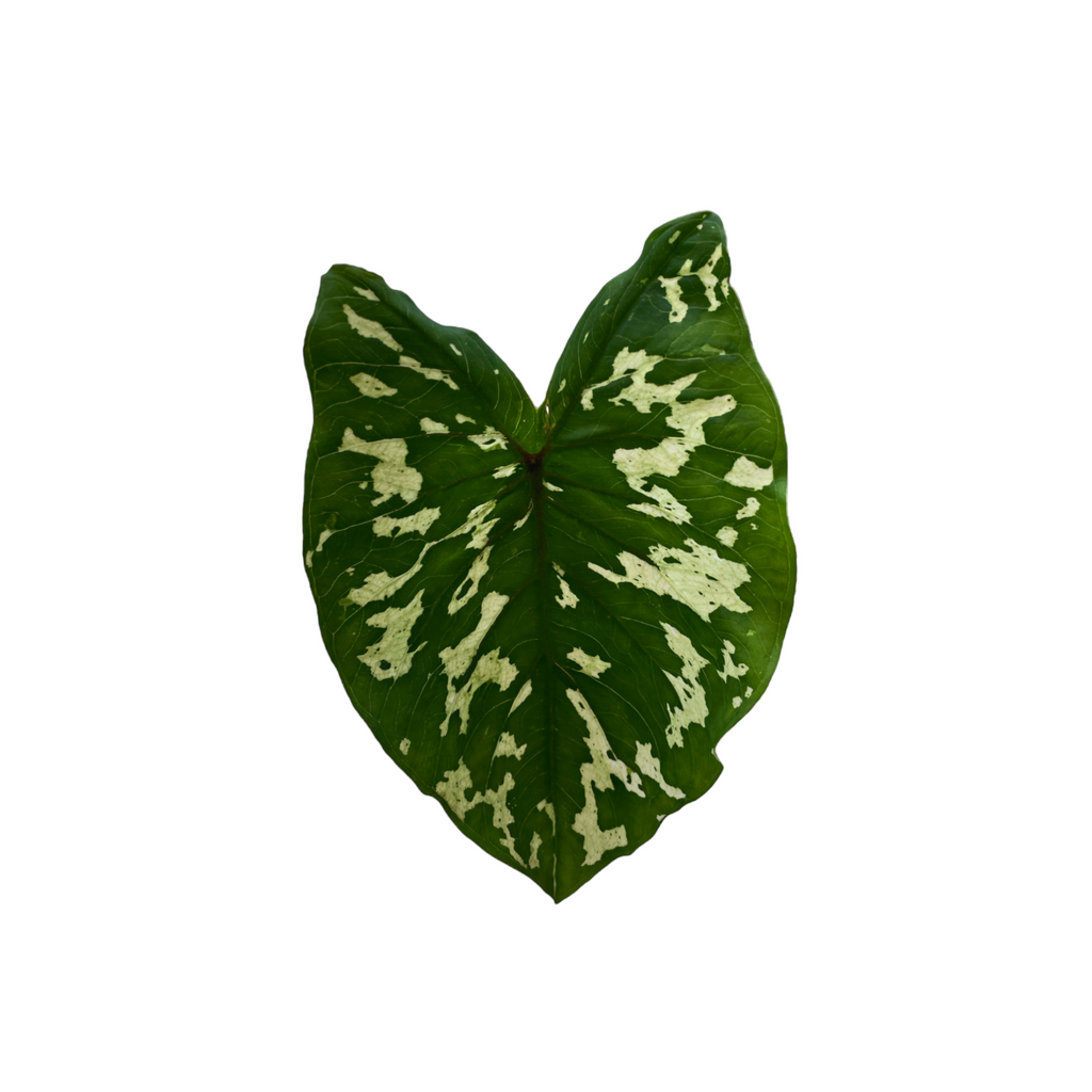 Caladium praetermissum, Alocasia Hilo Beauty (0.4m)