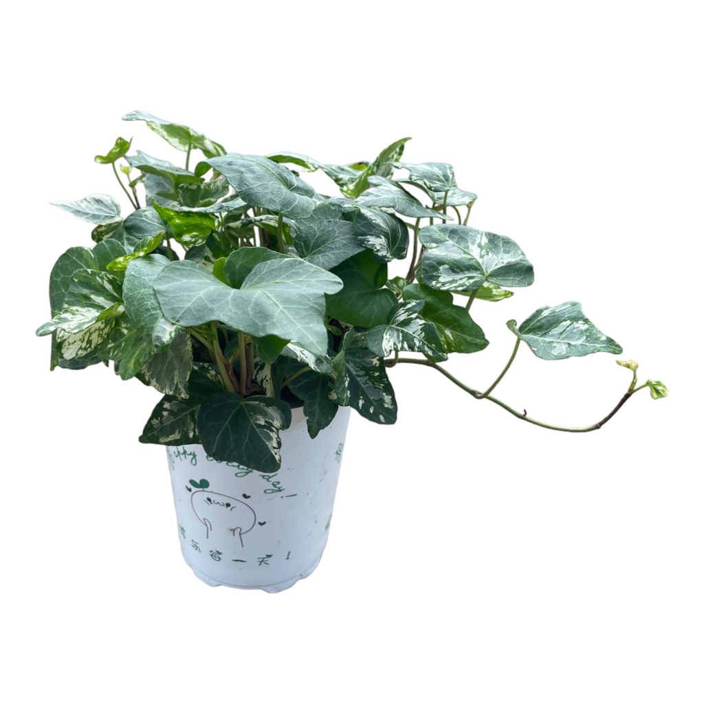 English Ivy Variegated in Camille Planter (0.20m)