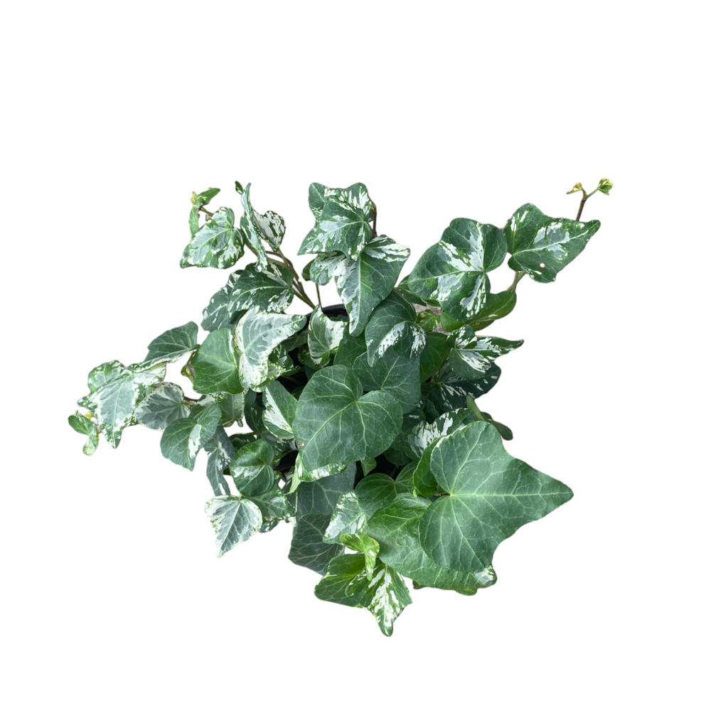 Variegated English Ivy in Avocado Green Mia Planter