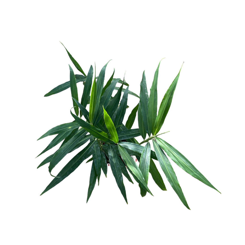 Zingiber officinale, Ginger (0.7m)