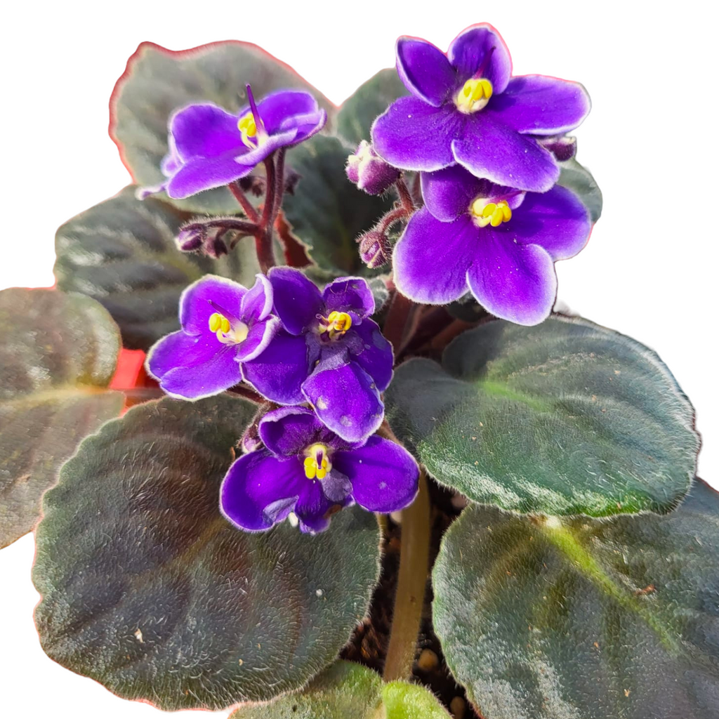 Assorted Colours Saintpaulia, African Violet (0.15m)