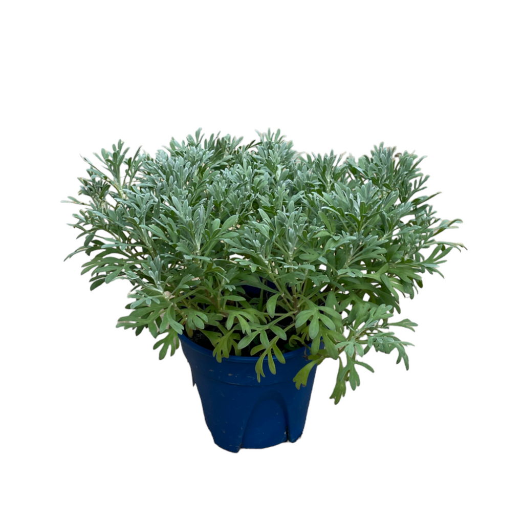 Crossostephium chinense, Artemisia chinensis, Chinese Wormwood 芙蓉菊 (0.25m)