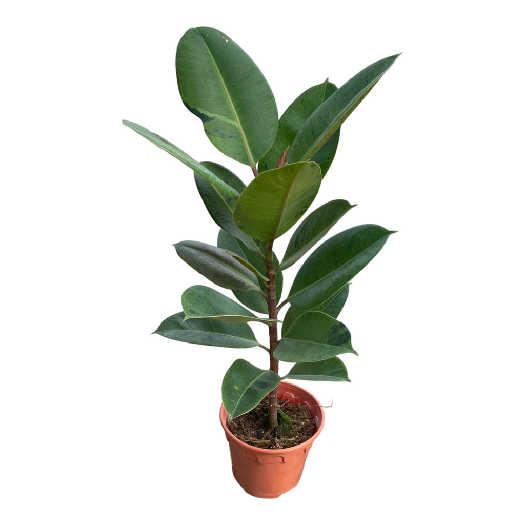 Ficus Shivereana in Silky White Jazz Round