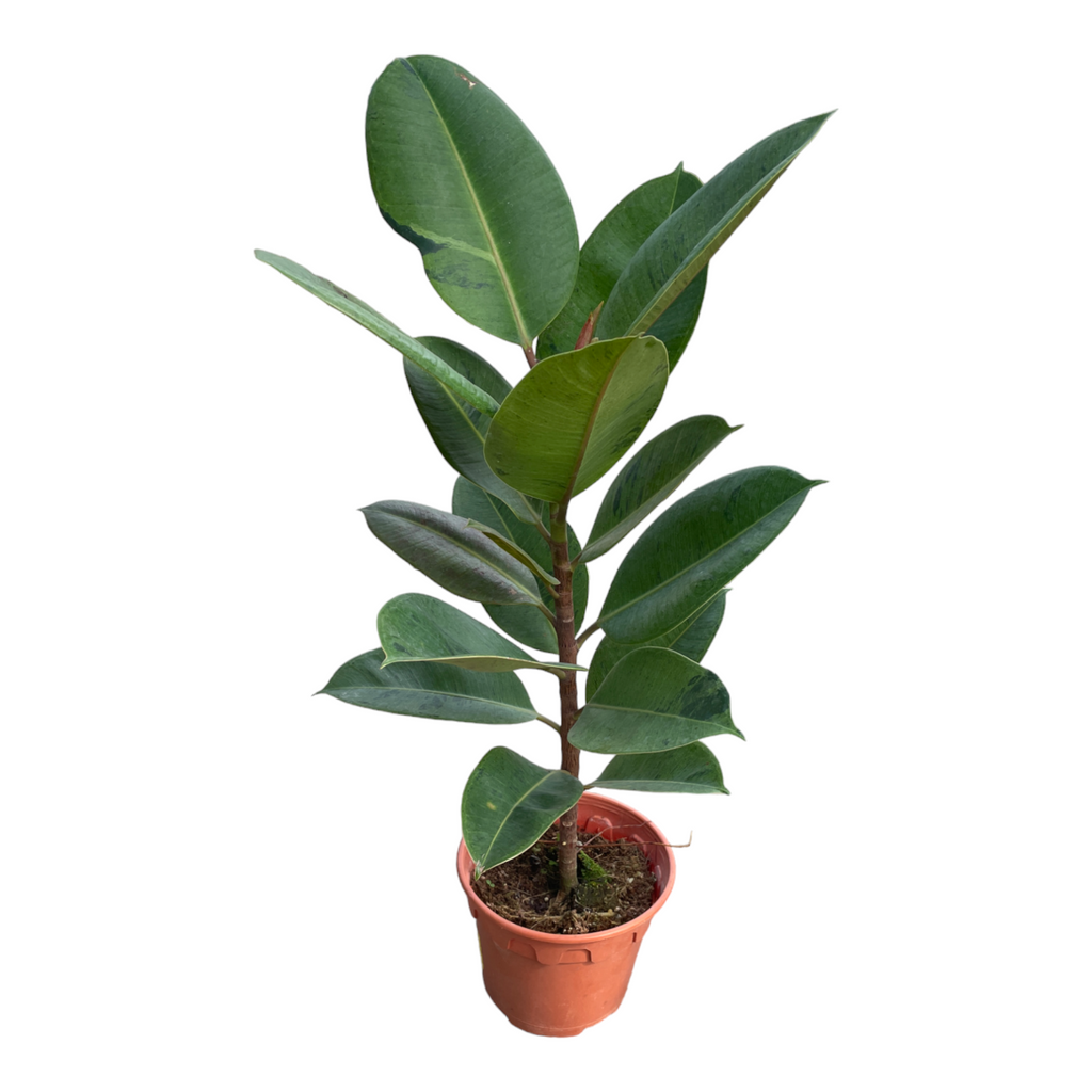 Ficus Shivereana in Silky White Vibes Fold Round