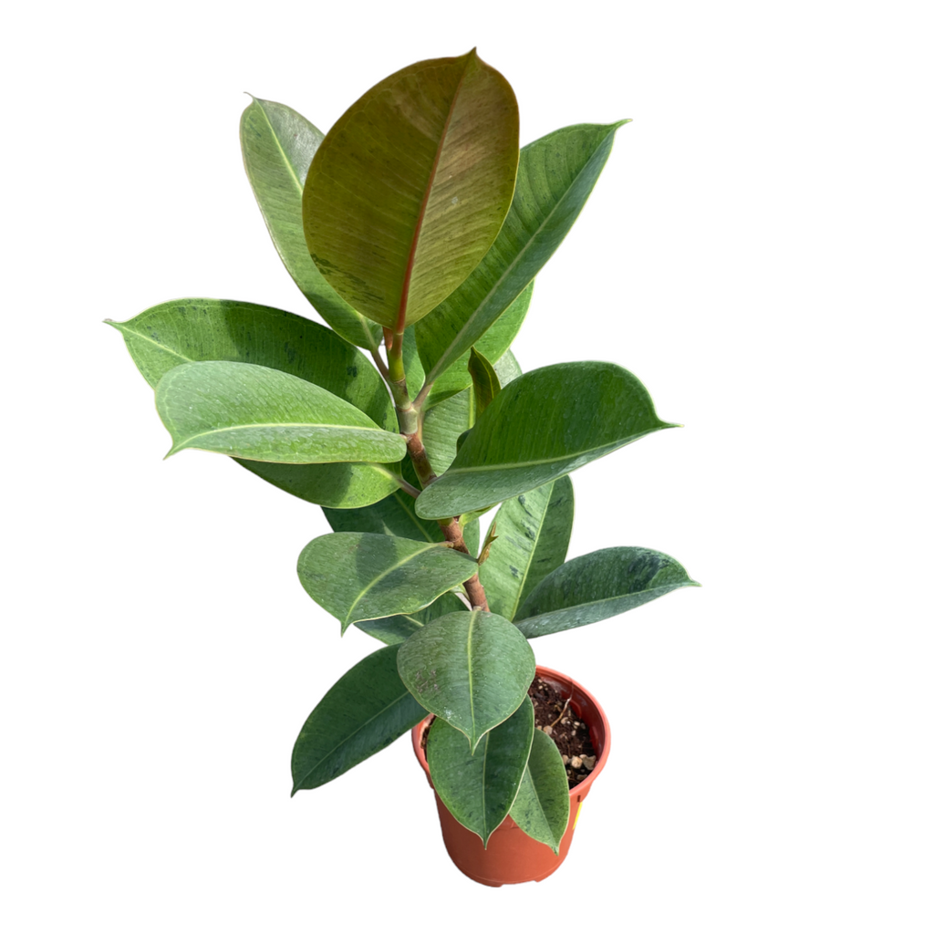 Ficus Shivereana in Silky White Jazz Round