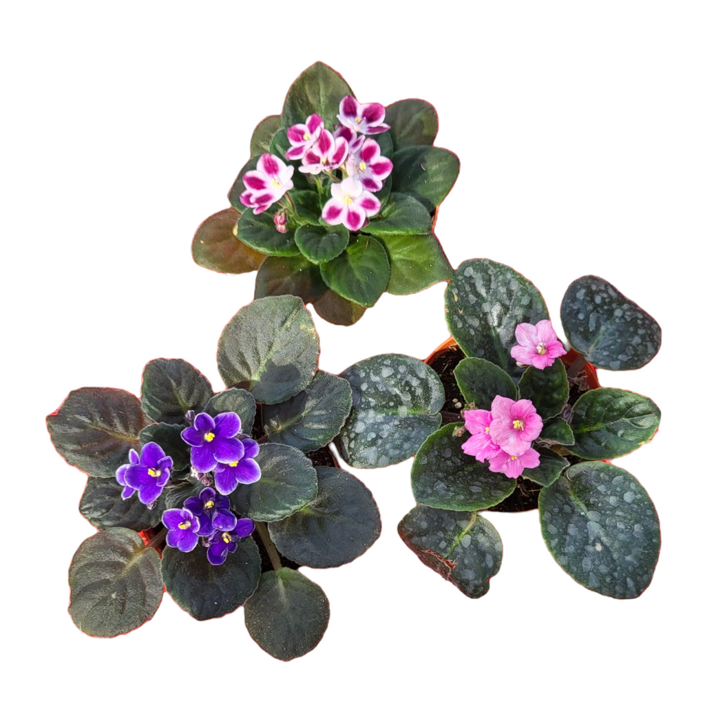 Assorted Colours Saintpaulia, African Violet (0.15m)