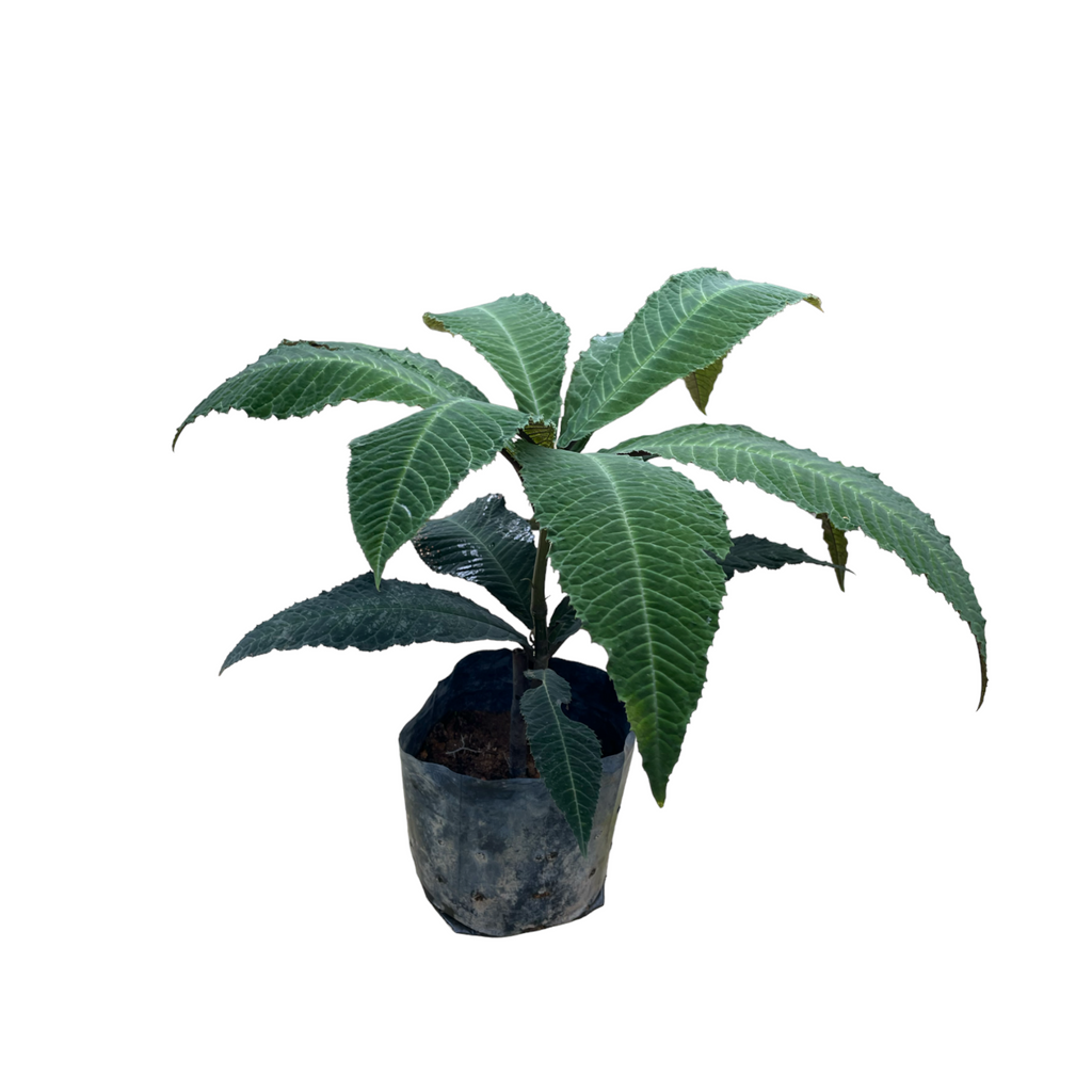Ardisia gigantifolia Stapf in bag (0.4m)