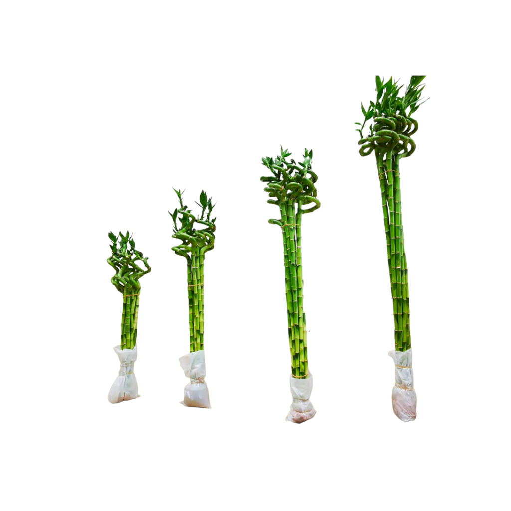 Curly Sanderiana Bamboo 富贵转运竹, Bundle of 10pcs (0.6mh)