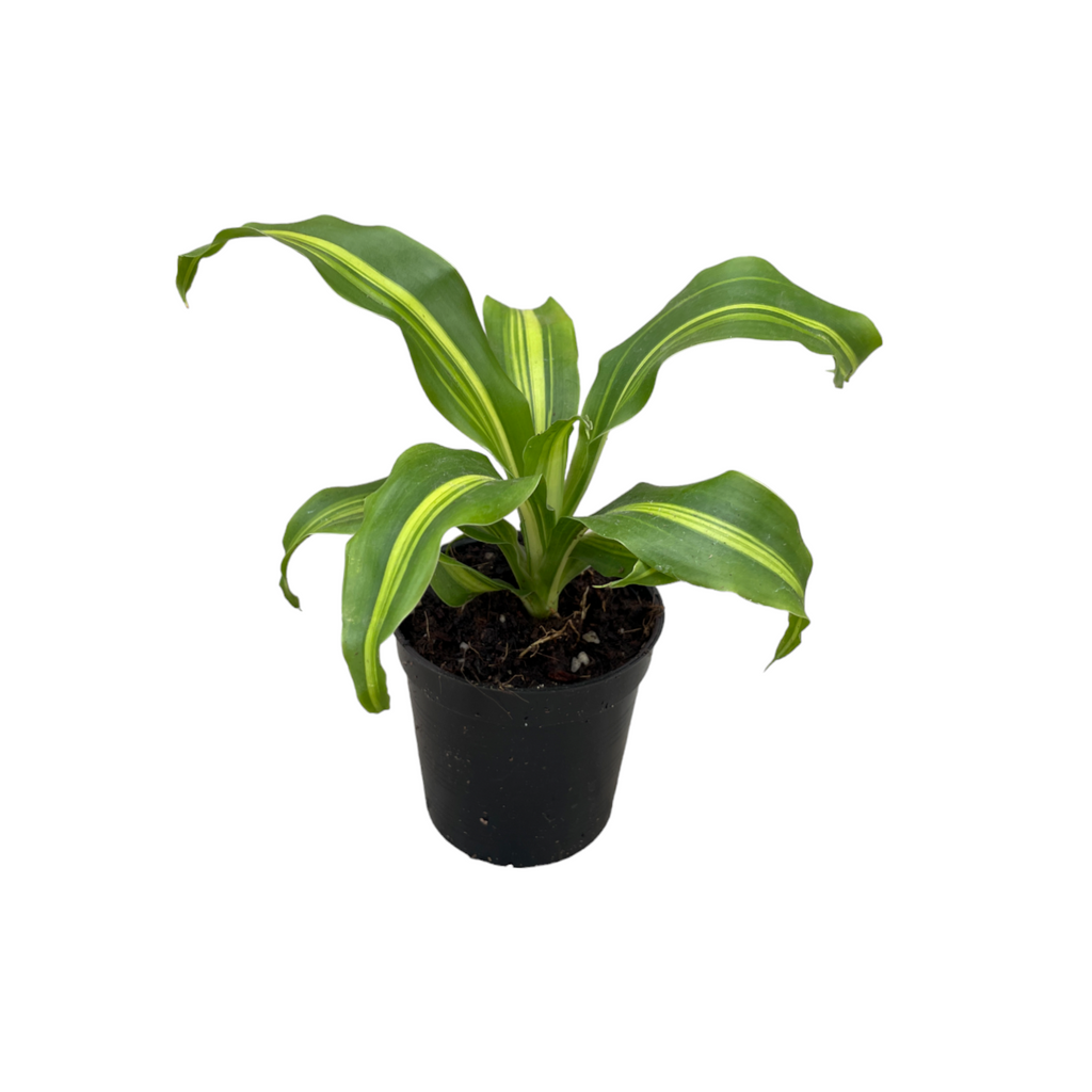 Miniature Dracaena Fragrans in Butter Yellow Vibes Fold