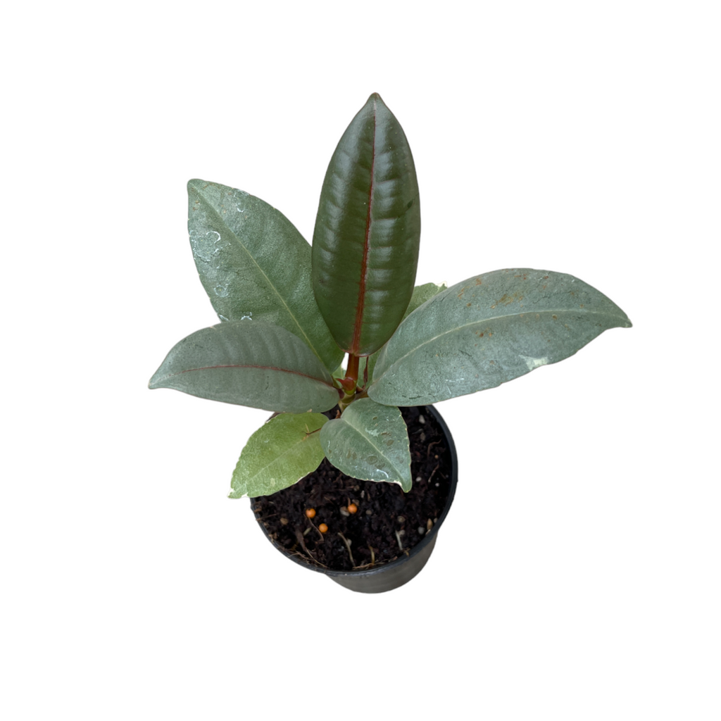 Miniature Ficus elastica 'Ruby' in Sorbet Green Vibes Fold Round