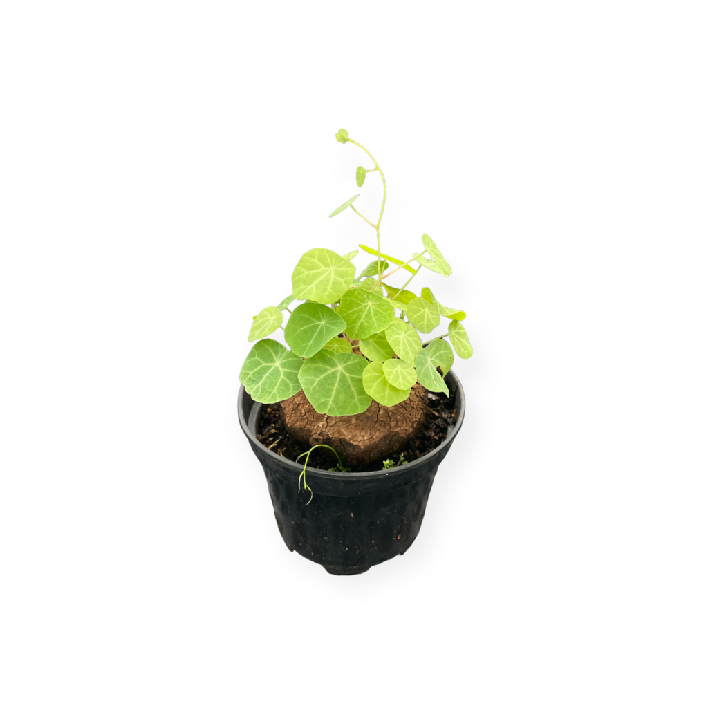Stephania cepharantha 山乌龟 (0.25m)