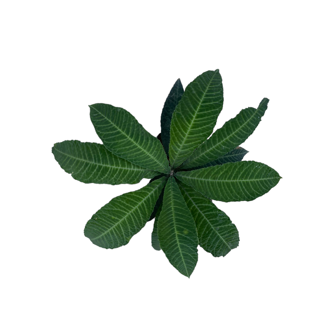 Ardisia gigantifolia Stapf in bag (0.4m)