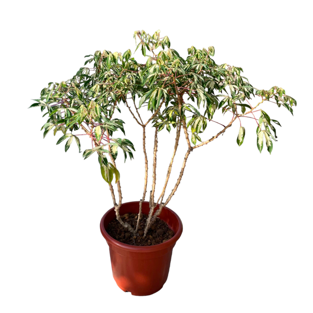 Manihot esculenta 'Variegata', variegated Tapioca (1.3m)