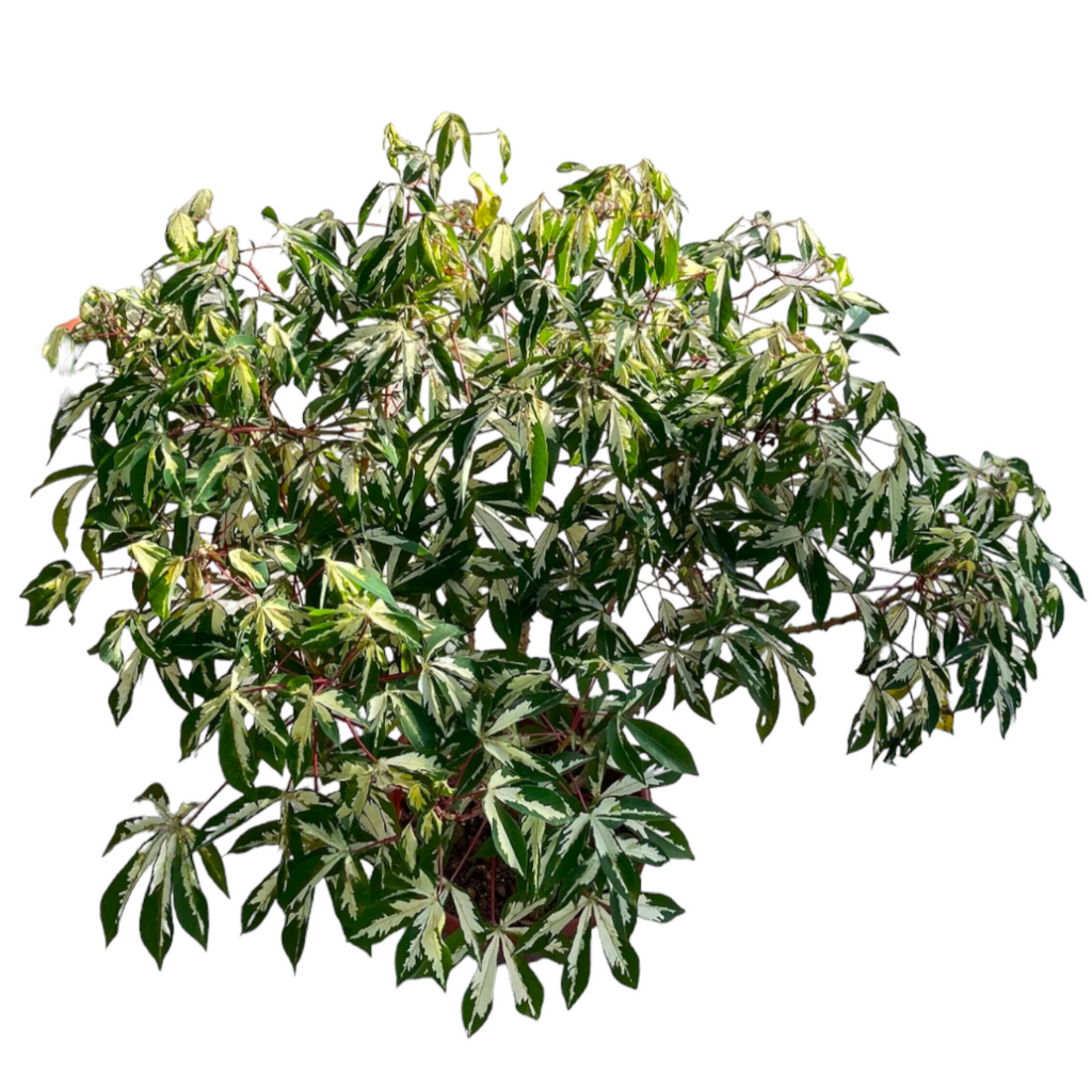 Manihot esculenta 'Variegata', variegated Tapioca (1.3m)