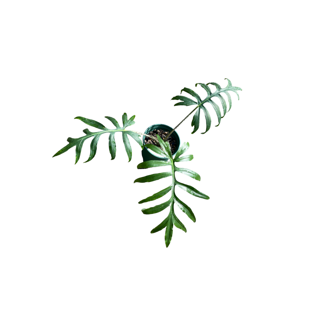 Alocasia brancifolia (0.4m)