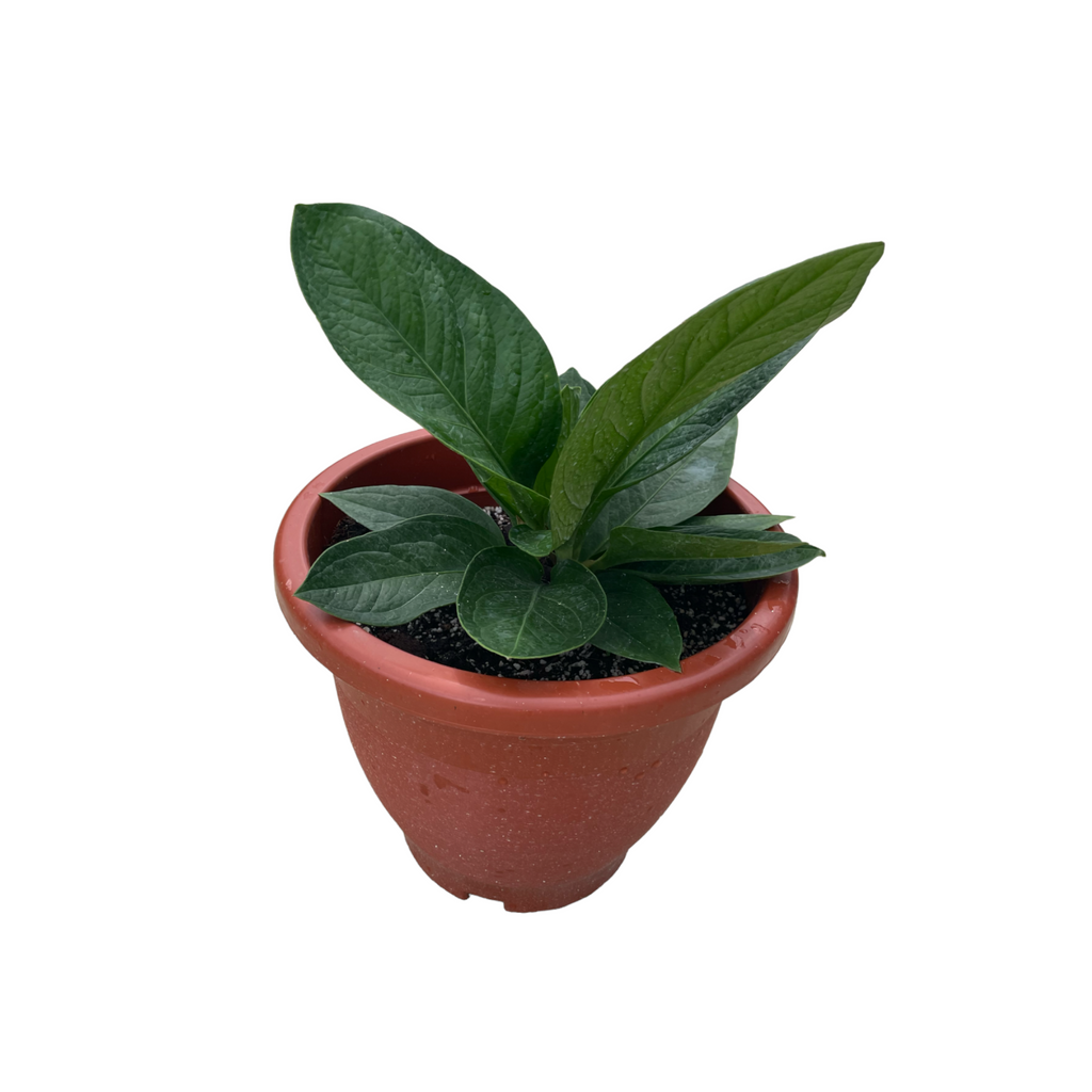 Anthurium Jungle Bush (0.45m)