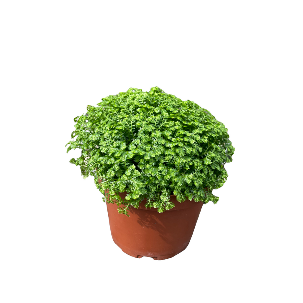 Selaginella apoda, Meadow Spikemoss (0.12m)