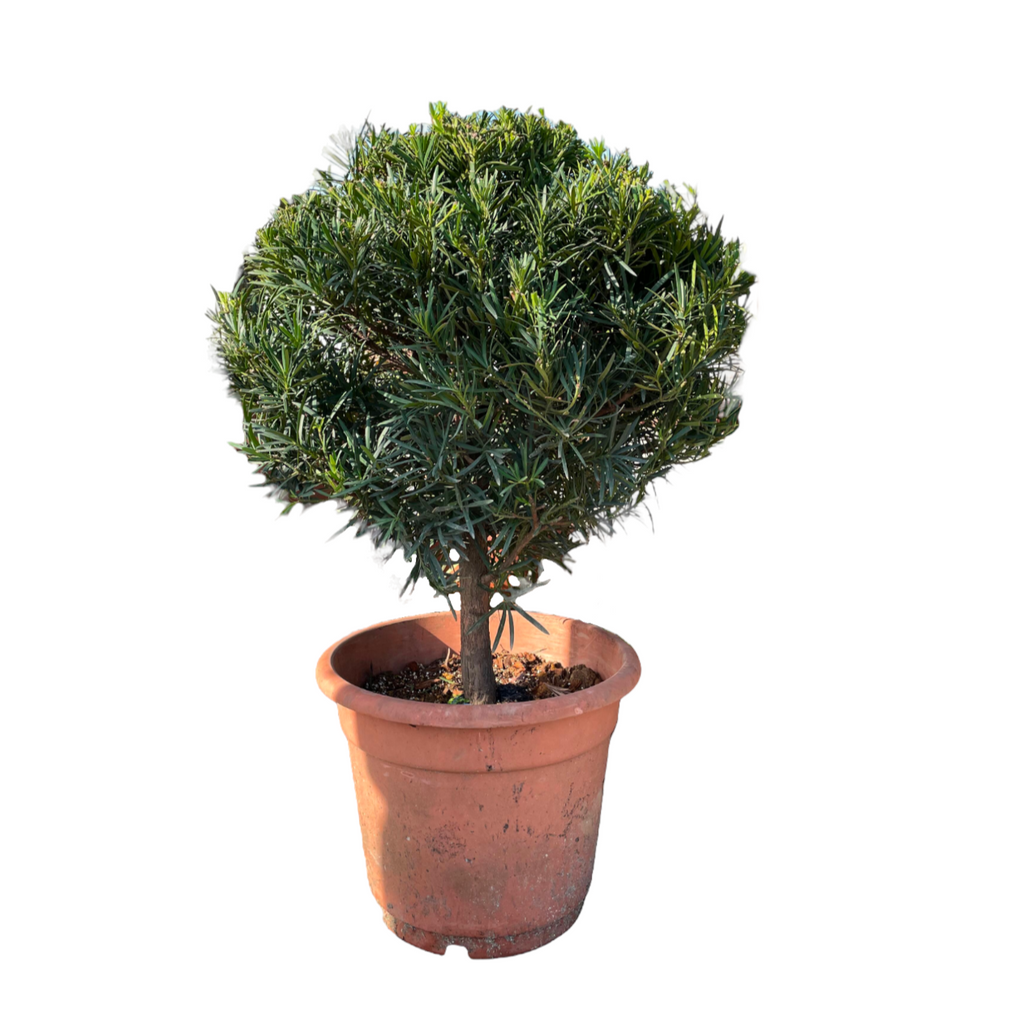 Podocarpus macrophyllus (1.2m)