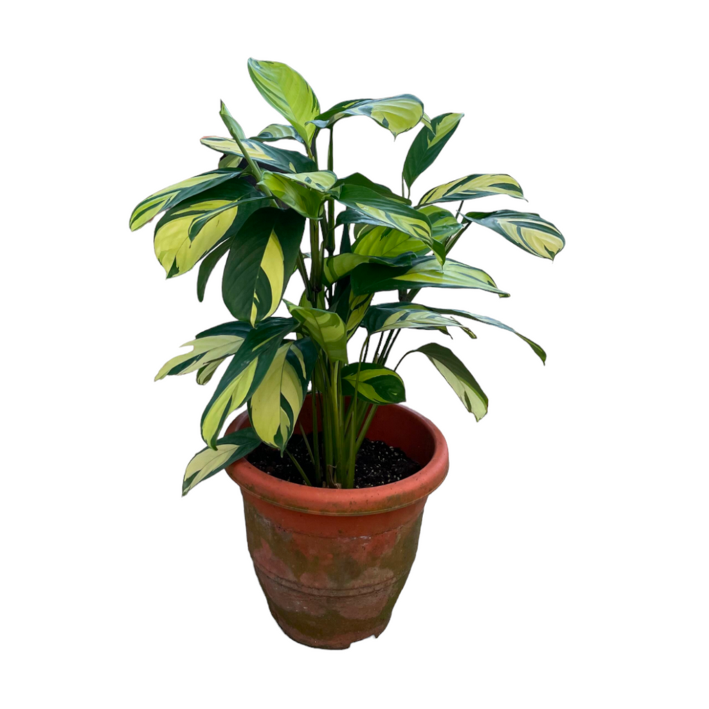 Ctenanthe lubbersiana, Never Never Plant, Bamburanta (0.6m)