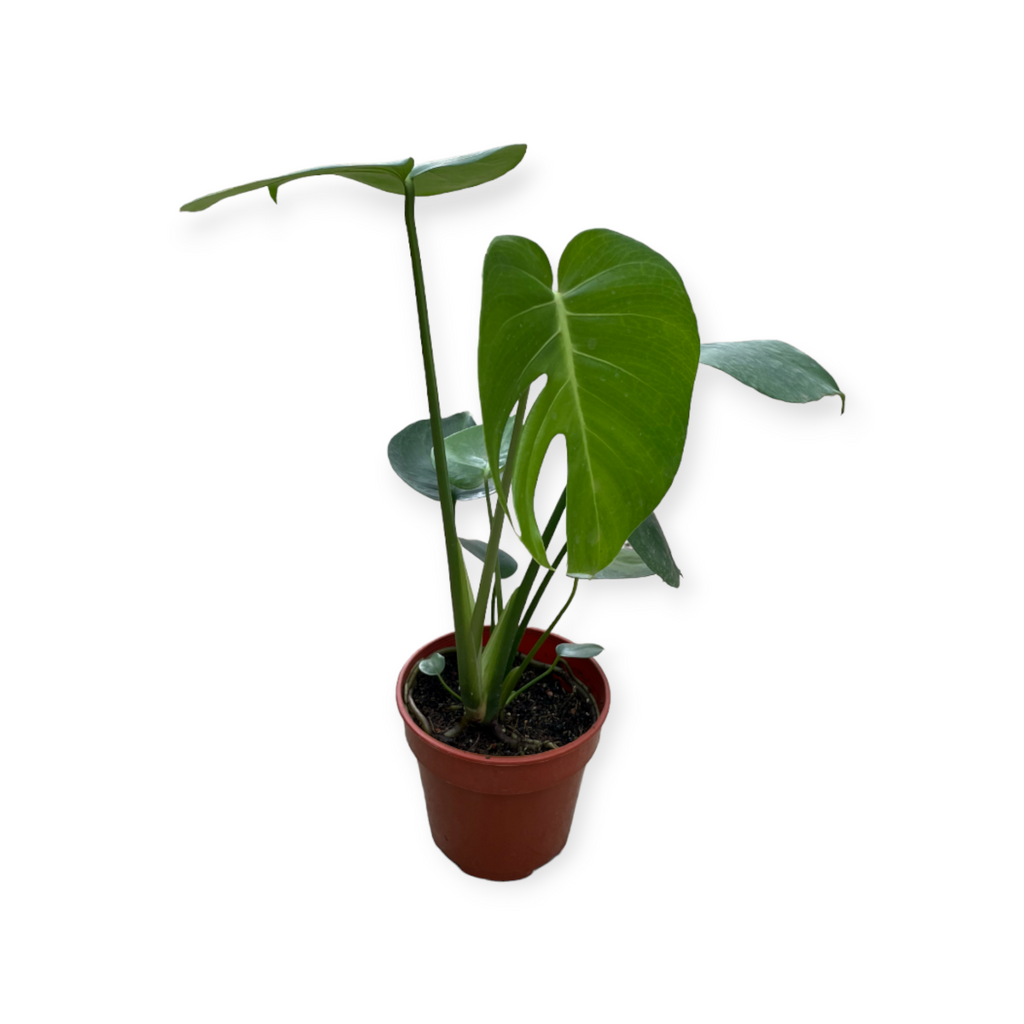 Monstera Deliciosa, Swiss-cheese Plant (0.4m)