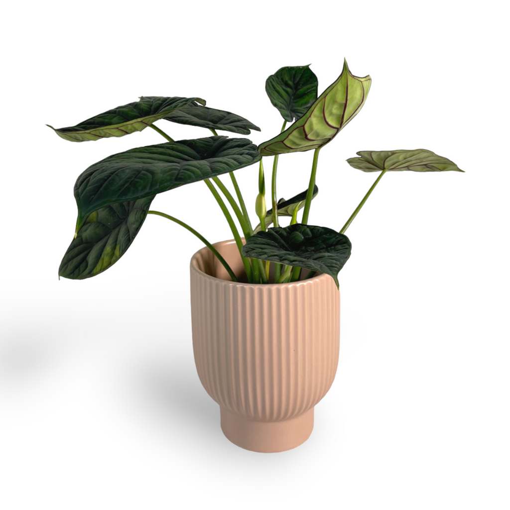 Alocasia baginda 'Dragon Scale' in Camille Planter (0.4m)