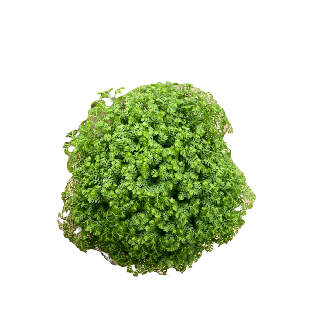 Selaginella apoda, Meadow Spikemoss (0.12m)