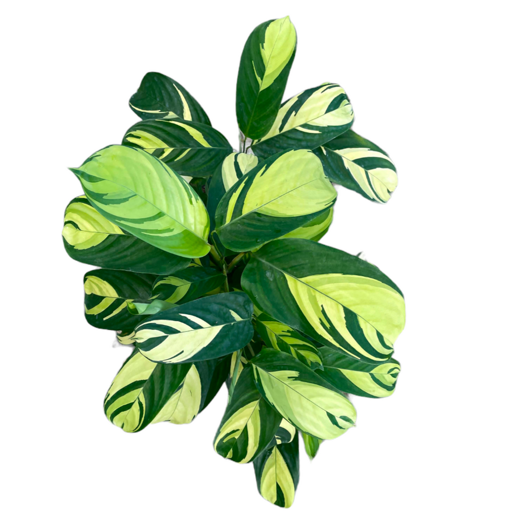 Ctenanthe lubbersiana, Never Never Plant, Bamburanta (0.6m)