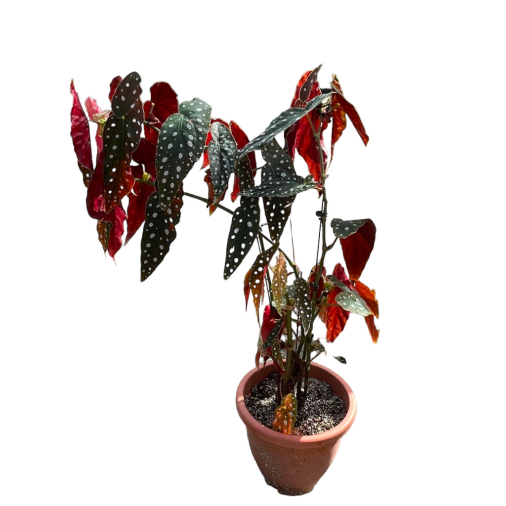 Begonia maculata “Polka Dot” (1mH)