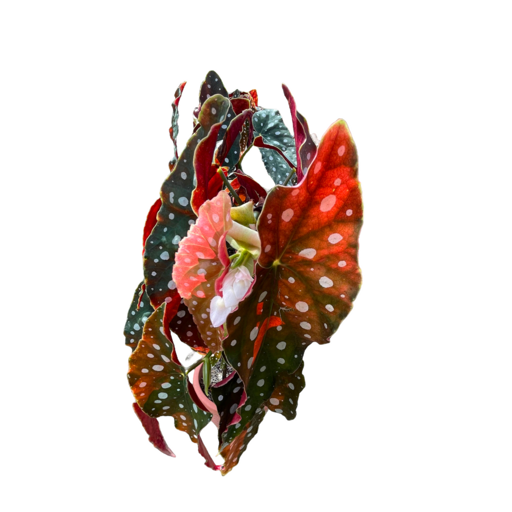 Begonia maculata “Polka Dot” (1mH)
