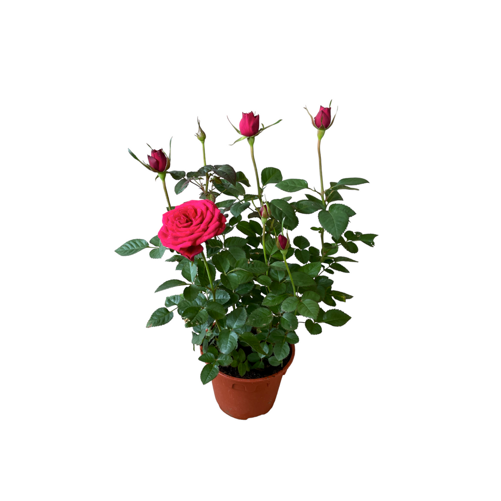 Assorted colors Rosa Miniature, Mini Rose (0.4mH)